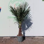 Palma konopná (Trachycarpus fortunei) - celková výška 160-180 cm, výška kmeňa 40-50 cm, kont. C20L (-17°C)
